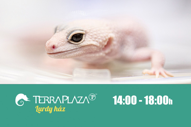 14:00-18:00 TerraPlaza 44th